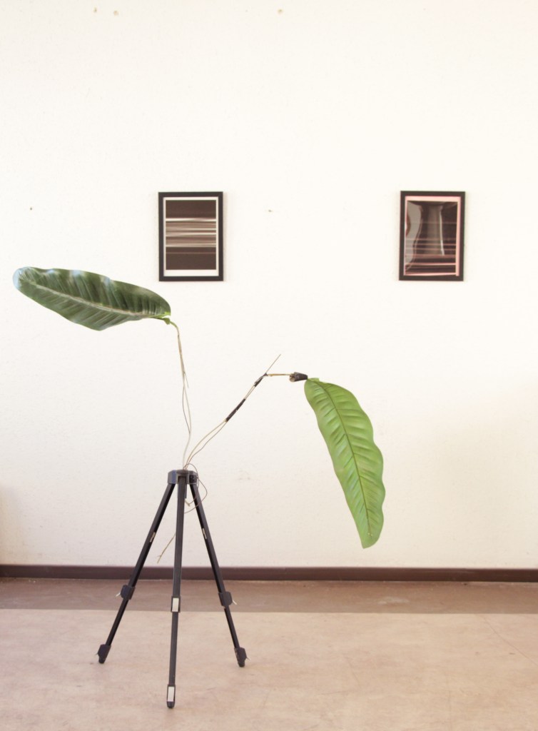 bilder aus der serie "free failing" mit bananenblattstativ im atelier